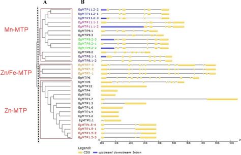 Phylogenetic Relationship And Gene Structures Exonintron