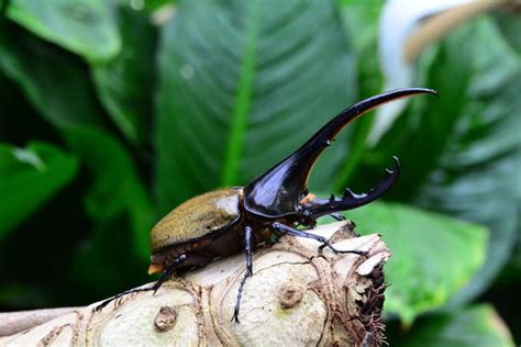 Largest Rhinoceros Beetle