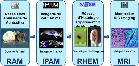 Plateau D Histologie Institut De Recherche En Canc Rologie De Montpellier