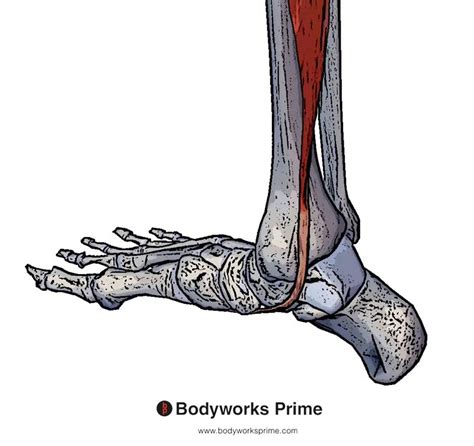 Tibialis Posterior Muscle Anatomy Bodyworks Prime