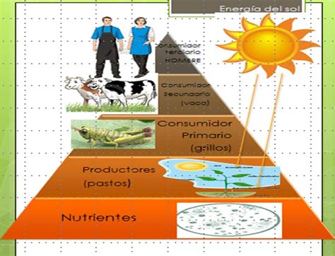 Ciencias Naturales 4 Modelo de Flujo de energía en pirámides