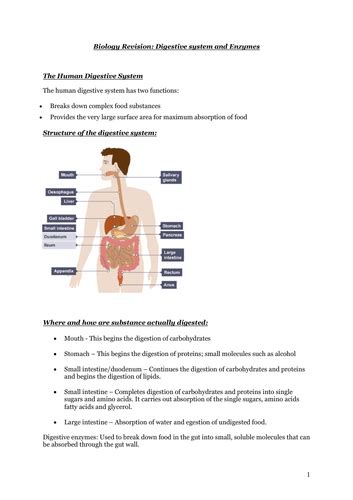 Digestive Systemenzymes Biology Aqa Combined Science Revision