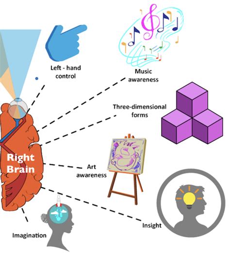 Right Brain vs. Left Brain Functions - Owlcation