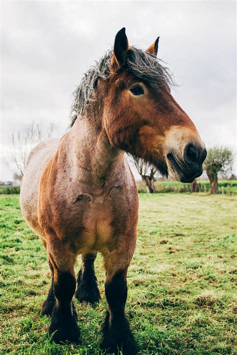 Bay Draft Horse In A Field Photograph By Pati Photography Fine Art