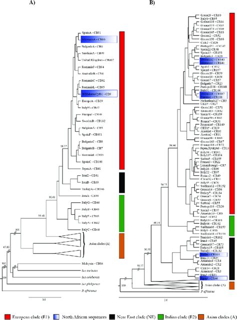 Bayesian Phylogenetic Trees Based On Mtdna A The Cytochrome B