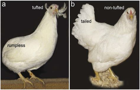 Araucana chicken. (a) General appearance of a rumpless, tufted Araucana ...