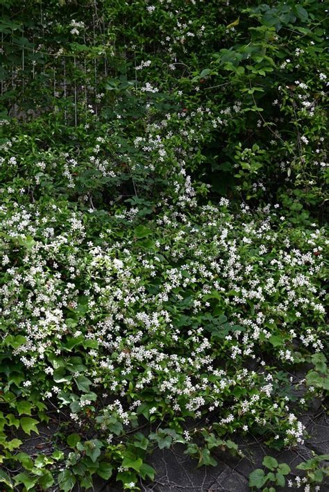 Asiatic Jasmine Trachelospermum Asiaticum Flowers Apocynaceae