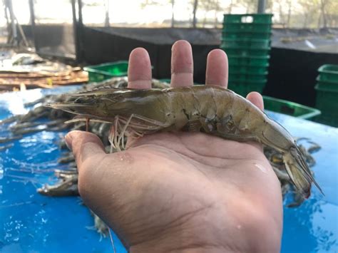 Inilah Udang Jerbung Masa Depan Bisnis Udang Nasional