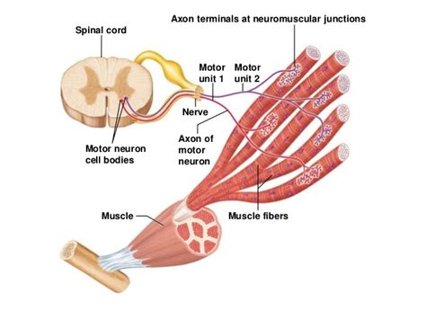 Fitcer Emg Activity Visible Muscle Activation