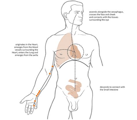 2 Channel Pathways Ht Kid Primary Luo Divergent Sinew