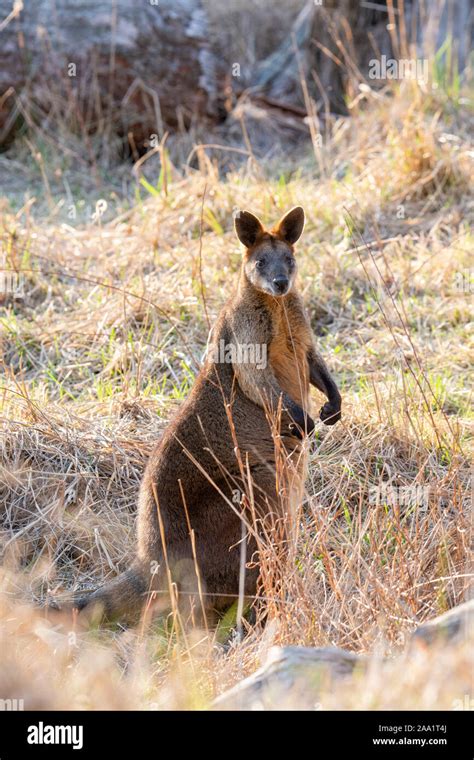 Swamp Wallaby Wallabia Bicolor Also Known As Black Wallaby