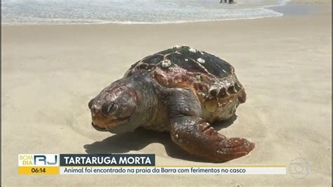 Vídeo Tartaruga é encontrada morta na praia da Barra Bom Dia Rio G1