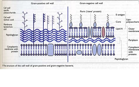 DRUGS INFO: Gram Positive Cell Wall VS Gram Negative Cells