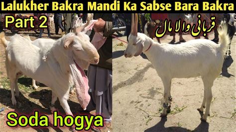 Lalukhet Bakra Mandi Latest Update Part Bakra Mandi Pakistan