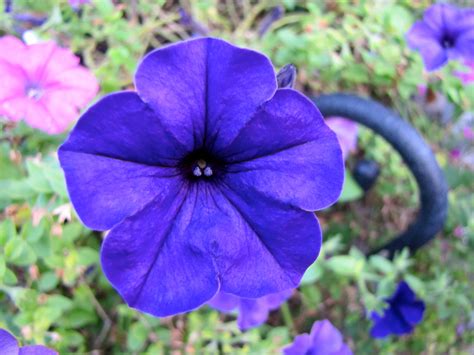 Purple Petunia | Purple petunias, Petunias, Flowers