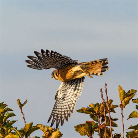 Kestrel Falcon Pictures Stock Photos, Pictures & Royalty-Free Images ...