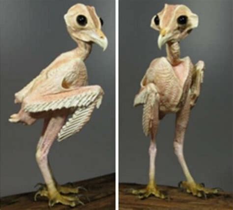 Featherless owl : r/interestingasfuck