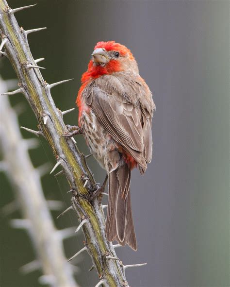 Gordons Birding Adventures Hummingbirds In Arizona