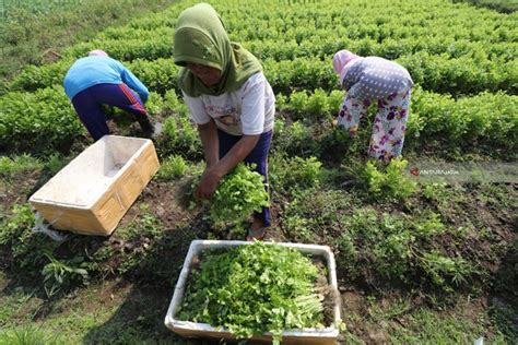 Khasiat Daun Ketumbar Untuk Kesehatan Mujarab Genpi Co Riau