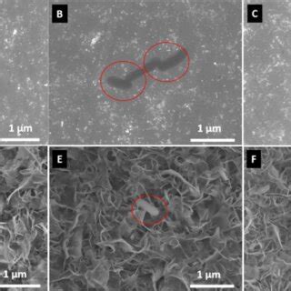 Sem Images Of E Coli After H Of Incubation On Untreated A Ti B