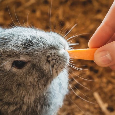 Can Rabbits Eat Carrots? The Truth Behind Bunny Snacks!