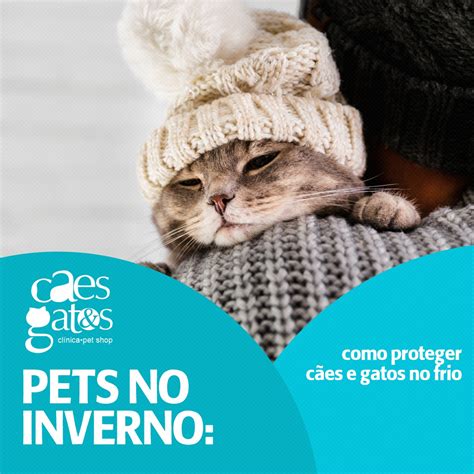 Pets no inverno Como proteger Cães e Gatos no frio Cães e Gatos