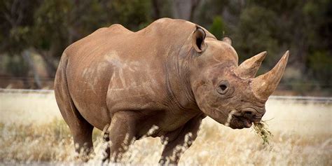 Black Rhinoceros Facts And Information Monarto Zoo