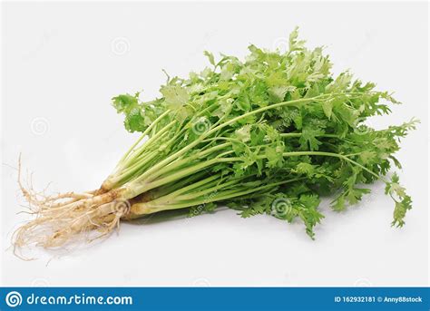 Hojas De Cilantro Frescas Aisladas Sobre Fondo Blanco Imagen De Archivo