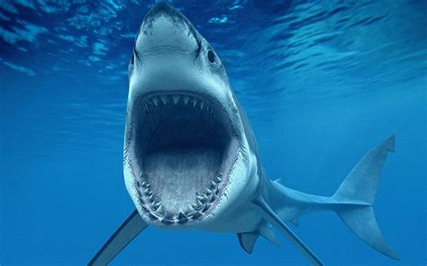 Shark Tooth Hd Wallpaper Pxfuel