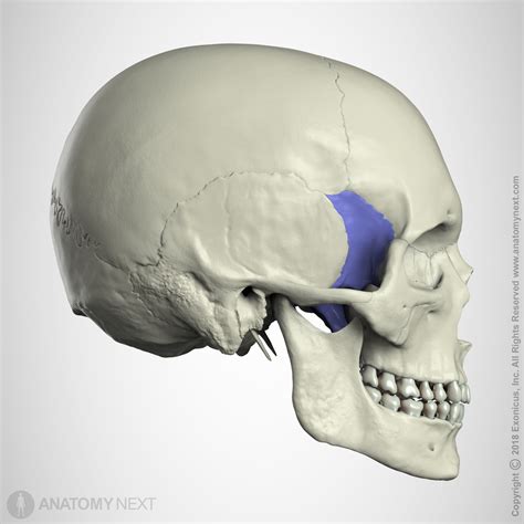 Sphenoid Bone Anterior View