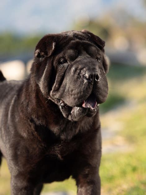 Sharpei Perro De Raza Pura Color Negro Foto Premium