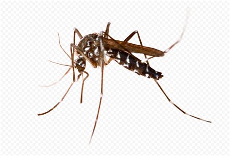 Asian Tiger Mosquito Aedes Albopictus Citypng