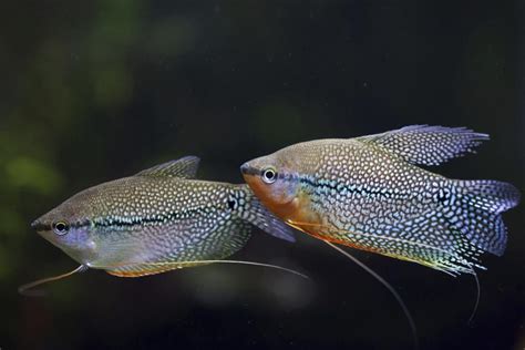 freshwater aquarium fish gourami myrokan
