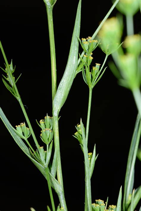 Bupleurum Gerardi 25 Juan Antonio SANCHEZ RODRIGUEZ Flickr