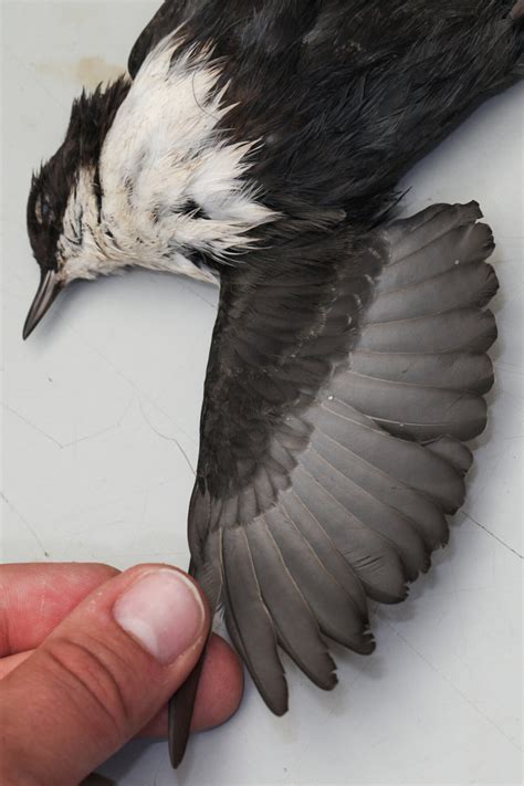 The Museum - Zoological Museum Netherlands