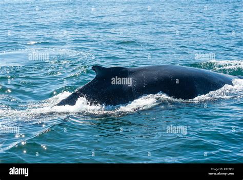 Baleen Whale Eating High Resolution Stock Photography and Images - Alamy