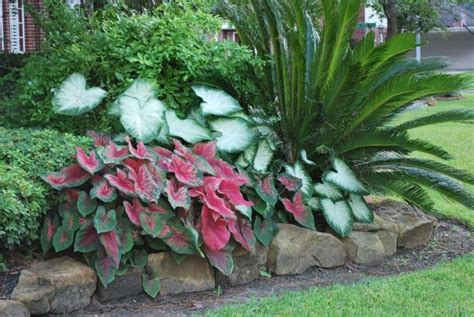 Caladium Gardens Google Search Landscaping Plants Front Yard