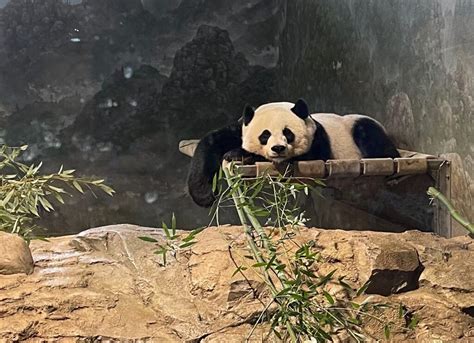 Giant Pandas At National Zoo Love To Eat And Travel