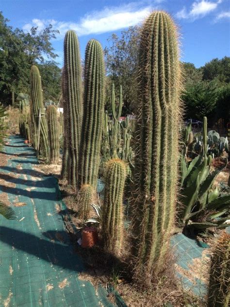 Trichocereus Pasacana Terscheki Géant Gros Cactus