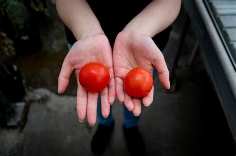 Gene Edited Tomatoes Could Be A New Source Of Vitamin D Study Suggests