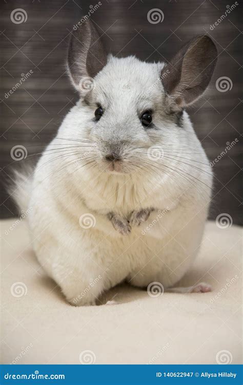 White chinchilla pet stock image. Image of fluffy, eyes - 140622947