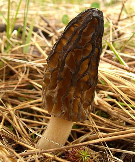 Morel Mushroom Hunting Tips for Outdoor Enthusiasts