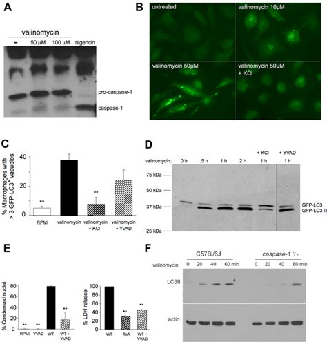 Caspase Promotes Autophagy In Response To K Efflux A Caspase