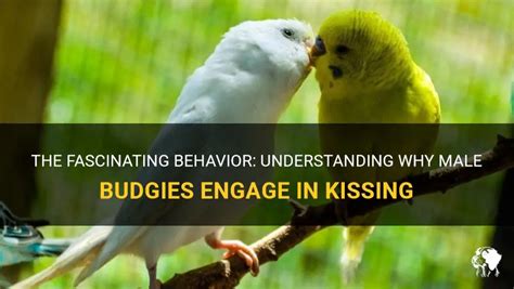 The Fascinating Behavior Understanding Why Male Budgies Engage In