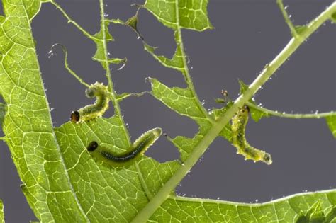 Whats Eating Your Garden How To Identify Common Leaf Eating Pests And Insects Hubpages