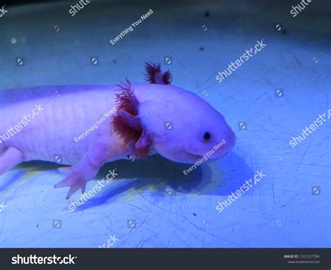 Closeup On Axolotl Fish Aquarium Axolotl Stock Photo (Edit Now) 1351237784