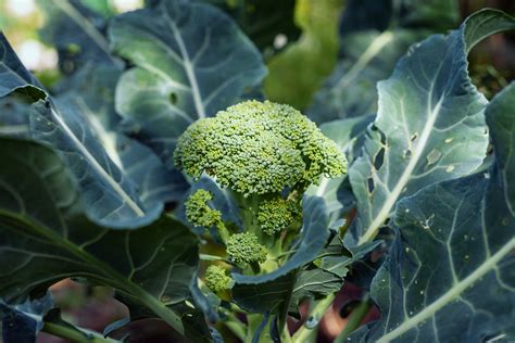 How To Plant And Grow Broccoli Future Health Post