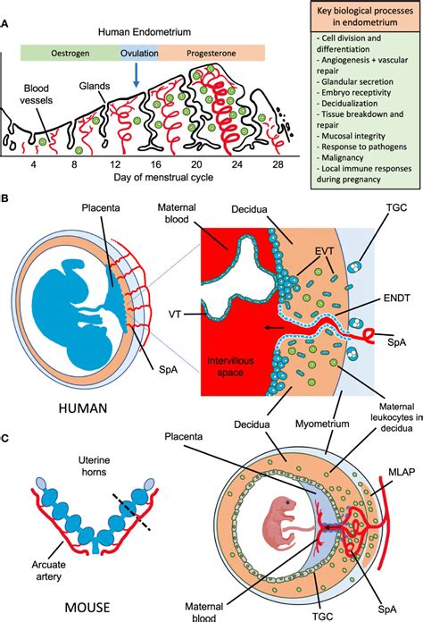 Frontiers How Do Uterine Natural Killer And Innate Lymphoid Cells