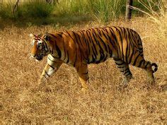 14 Wildlife Sanctuaries in Punjab ideas | wildlife sanctuary, wildlife ...