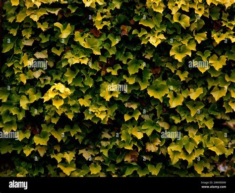 Closeup Of The Yellow And Green Leaves Of The Evergreen Climbing Garden